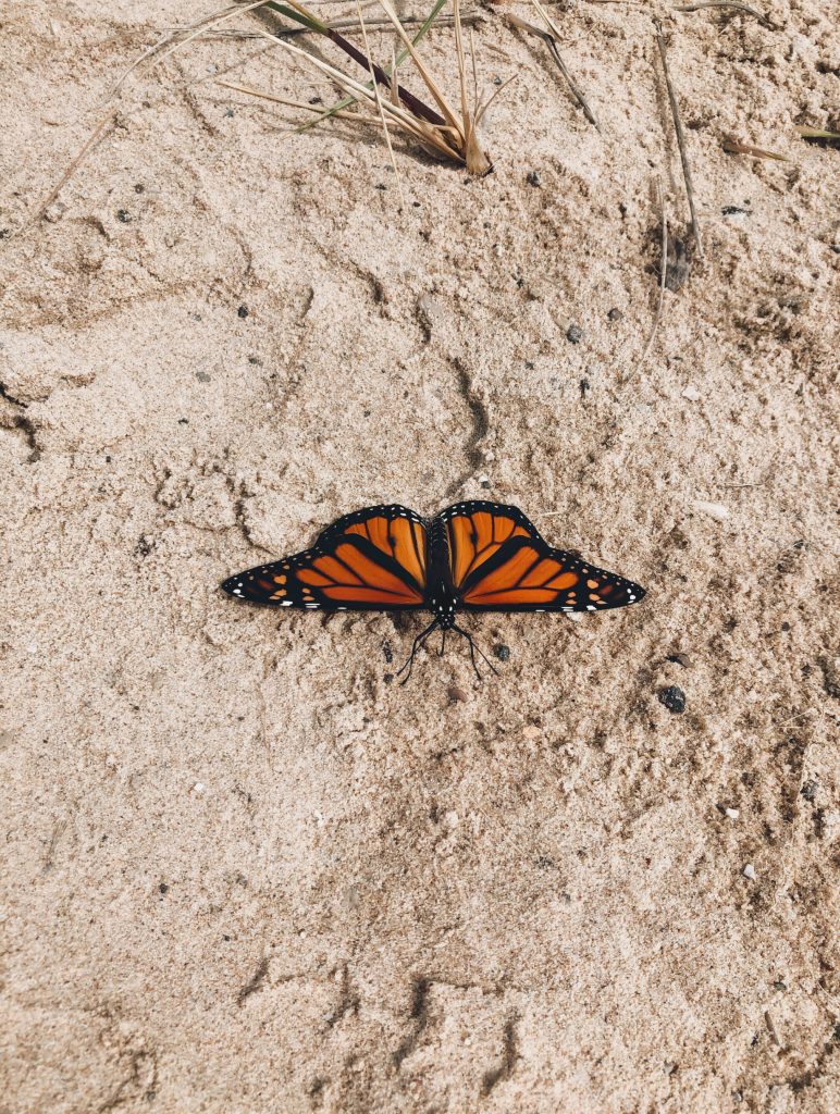 monarch butterfly ludington